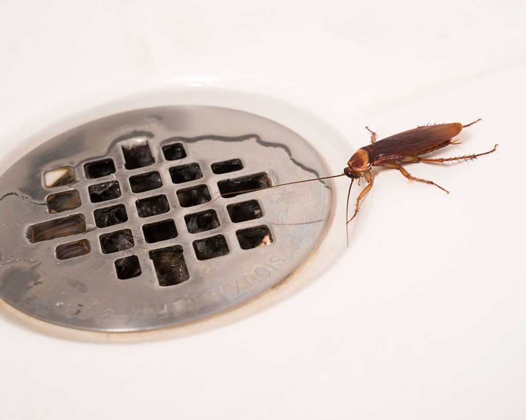 cockroach pest control pune

